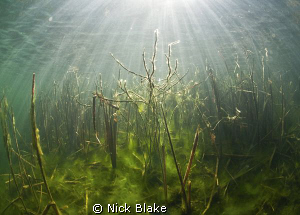 Sunbeams through the reeds, Wraysbury Lake. by Nick Blake 